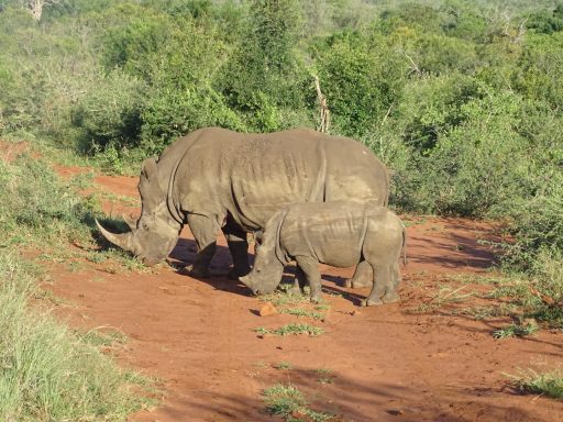 Nashorn mit Nachwuchs im Krüger Nationalpark