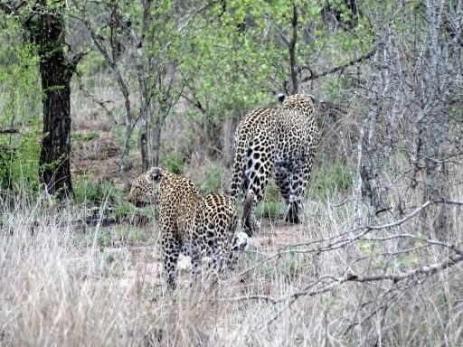 Auf Safari im Sabi Sand Reserevat - Leoparden
