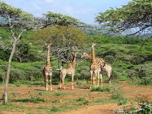Giraffen im KwaZulu-Natal - Pakamisa