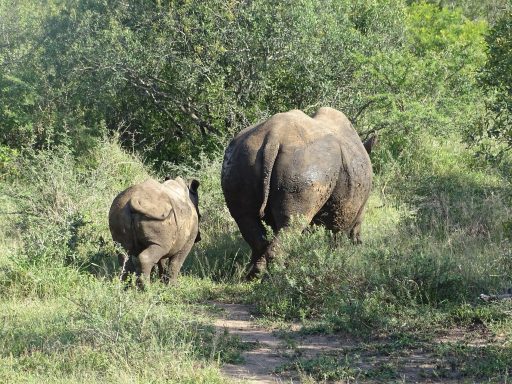Auf Safari im Mkhaya Game Reserve