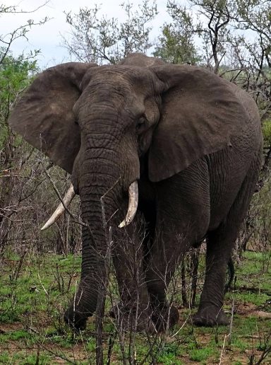 Elefant - Krüger Nationalpark